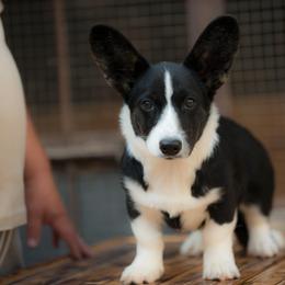 Xaria - Cardigan Welsh Corgi