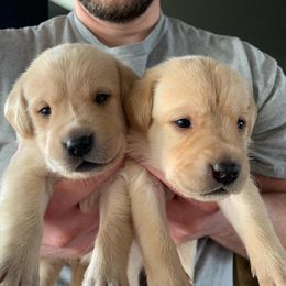 Labrador Retriever Puppies from County Line Gun Dogs