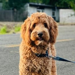 Australian Labradoodles from Adorable Labradoodle