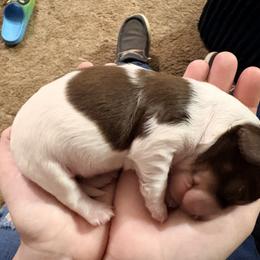 Dachshund Puppies from 208 Dox Dynasty