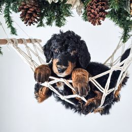 Timber - Phantom male Poodle puppy in Gaylord, Michigan from Dog Mom Co.