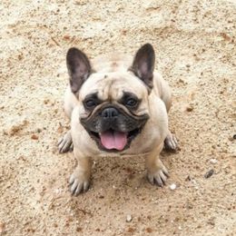 Daisy - French Bulldog