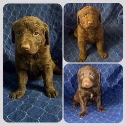 Boy 1 - Brown male Chesapeake Bay Retriever puppy in Jacobson, Minnesota from Ball Bluff Kennel