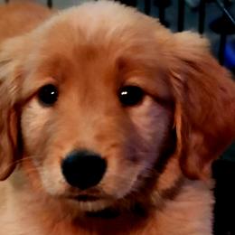 Golden Retrievers from Country Girl Golden Retrievers