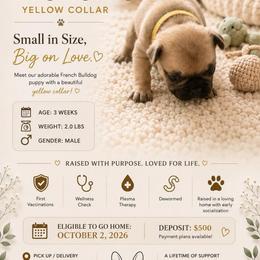 Boy 4 - Fawn male French Bulldog puppy in Waldorf, Maryland from Holistic Frenchies