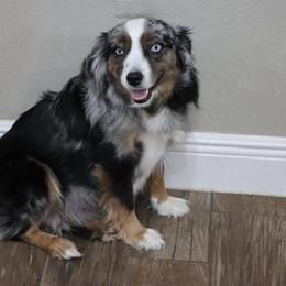 Nyx - Miniature Australian Shepherd