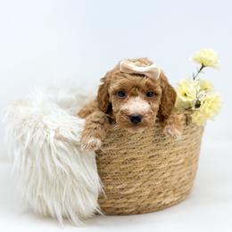 LIBERTY - Red  female Goldendoodle puppy in Davison, Michigan from Dreaming Doodles