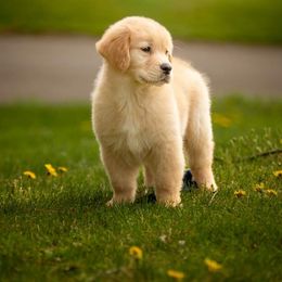 Golden Retriever Puppies from Sheaman Farm
