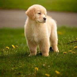 Golden Retriever Puppies from Sheaman Farm