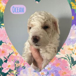 Ocean - Parti male Goldendoodle puppy in Danville, Virginia from Stella’s Stunning Goldendoodles of VA