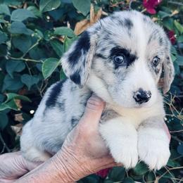 Girl 2 - Blue merle and white female Cardigan Welsh Corgi puppy in Huntington Beach, California from Gingerbread