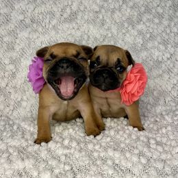 French Bulldog Puppies from GavFam Frenchies