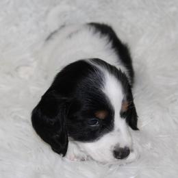 Piebald boy 1 - Piebald male Dachshund puppy in Lily, Kentucky from Little Acres Miniature Dachshunds