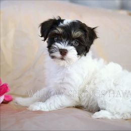 Havanese Puppies from Willow Springs Havanese