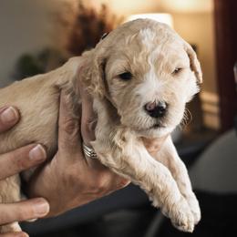 Goldendoodle Puppies from Wildflower Doodles