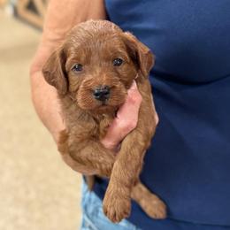 Dodge - Red  male Goldendoodle puppy in Wharton, Texas from Little Fur Friends