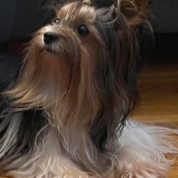 Biewer Terriers and Cavalier King Charles Spaniels from Melt My Heart Cavaliers and Behold! Biewers Terriers