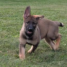 Isla von der Mueller-Hof - Sable female German Shepherd puppy in York, Pennsylvania from Von der Mueller-Hof
