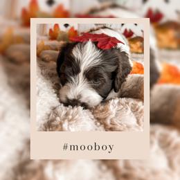 Goldendoodle Puppies from The Dood Effect