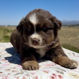 Secretariat - Red tri male Miniature Australian Shepherd puppy in Beaver, Utah from Renegade Point Stock Dogs