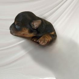 Boy 2 - Black and tan male Yorkshire Terrier puppy in Pomona, California from Lunio's Yorkies