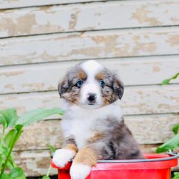 Miniature Australian Shepherd Puppies from Broken T Australian Shepherds