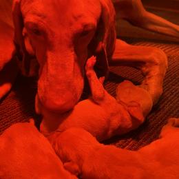 Boy 2 - Golden rust male Vizsla puppy in Riverview, Indiana from Kismet Vizslas