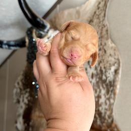 Rebel - Red male Dachshund puppy in Hornbeck, Louisiana from A&Z Mini Dachshunds
