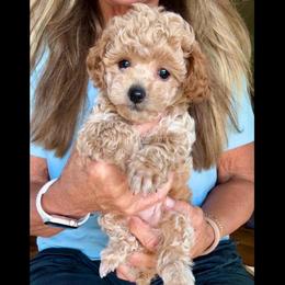 Boots - Apricot male Poodle puppy in Sperry, Oklahoma from PuppyLove Poodles