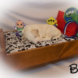 Goldendoodle Puppies from Tbear's Doodles