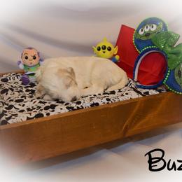 Goldendoodle Puppies from Tbear's Doodles