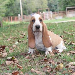 Boy 3 - Lemon and white male Basset Hound puppy in Missouri from Clevenger Farms