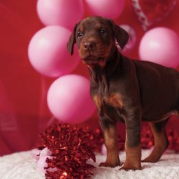 Doberman Pinscher and Labrador Retriever Puppies from GFDutton Retrievers & Dalla Grazia Dobermans