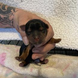 Ava - Black and tan female Yorkshire Terrier puppy in Taylorsville, North Carolina from Mountain Top Hot Tailz