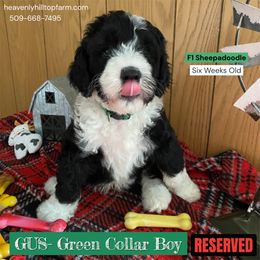 GUS - Green collar boy - Black and white male Sheepadoodle puppy in Charlo, Montana from Heavenly Hilltop Farm