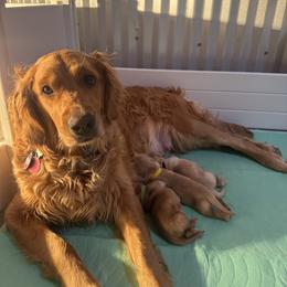Golden Retriever Puppies from Pura Vida Golden Retrievers