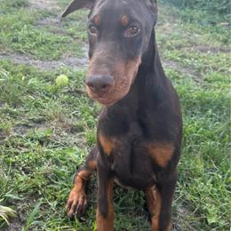 Monarch - Red and rust female Doberman Pinscher puppy in Aplington, Iowa from Royal Dynasty Dobermann Kennel