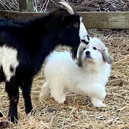 Great Pyrenees and Leonberger Puppies from Easter Acres