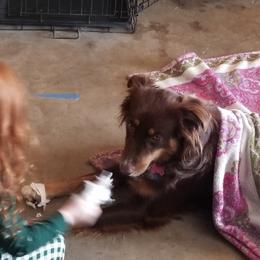 Pickle - Australian Shepherd