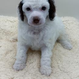Piglet - Parti female Poodle puppy in Wheatland, California from Sapphire Ridge Poodles