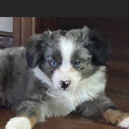 Poodles and Toy Australian Shepherds from 2B Aussies