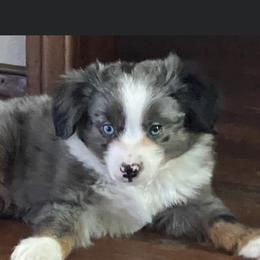 Poodles and Toy Australian Shepherds from 2B Aussies