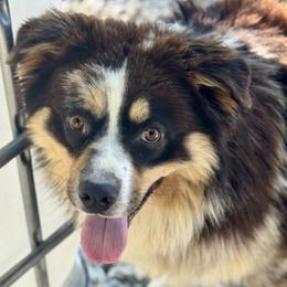 Harry - Australian Shepherd