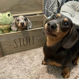 Dachshund Puppies from A&R Dachshund