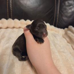 Lyra - Liver female Miniature Schnauzer puppy in Graham, Washington from Olivia's Miniature Schnauzer's and French Bulldogs