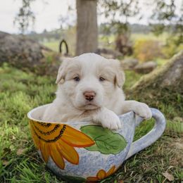 Paddy - Gold male Border Collie puppy in Fresno, California from Alpine Tails
