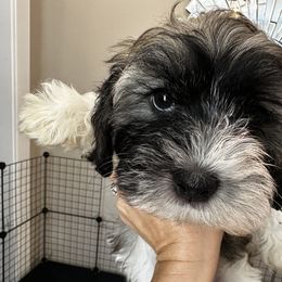 Havanese Puppies from Havanese Loves