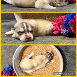 Zero - Gray and white male Siberian Husky puppy in Canton, Ohio from Bleu Skies Siberian Huskies