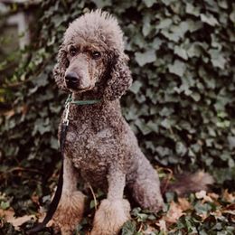 Poodles from Sonshine Retreat Poodles