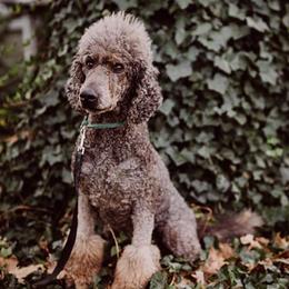 Poodles from Sonshine Retreat Poodles